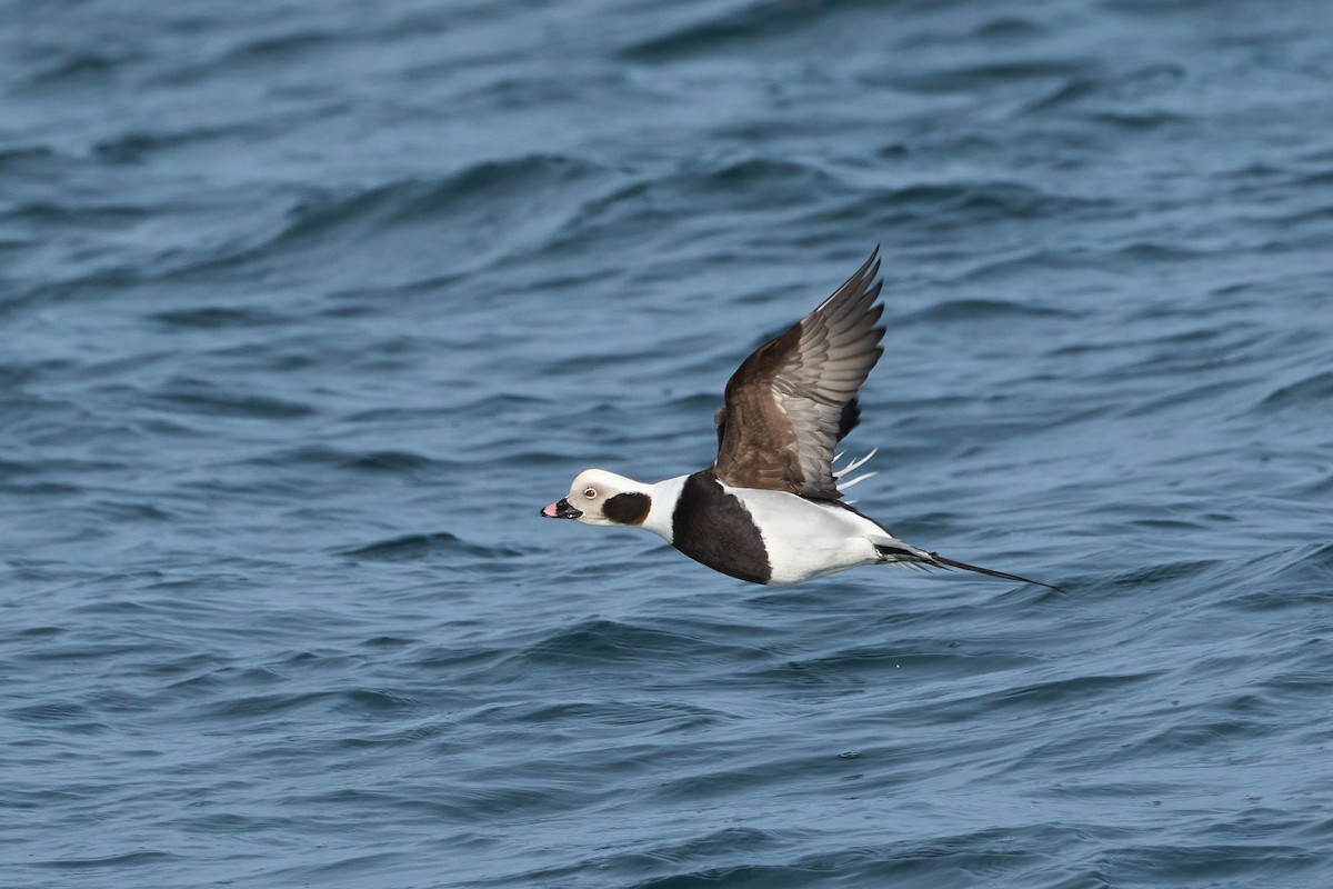 havelle - ML647883758