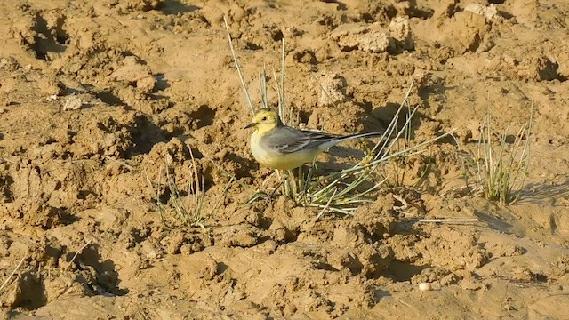 Citrine Wagtail - ML647883789