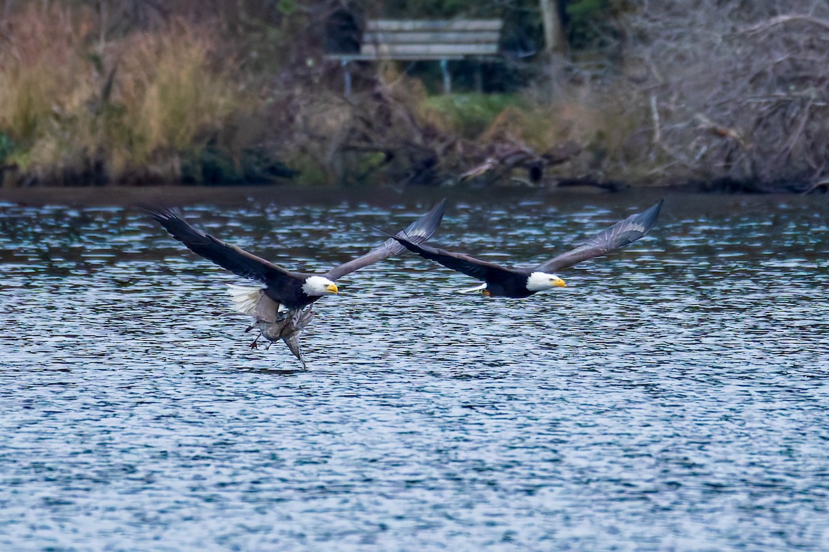 Bald Eagle - ML647883791