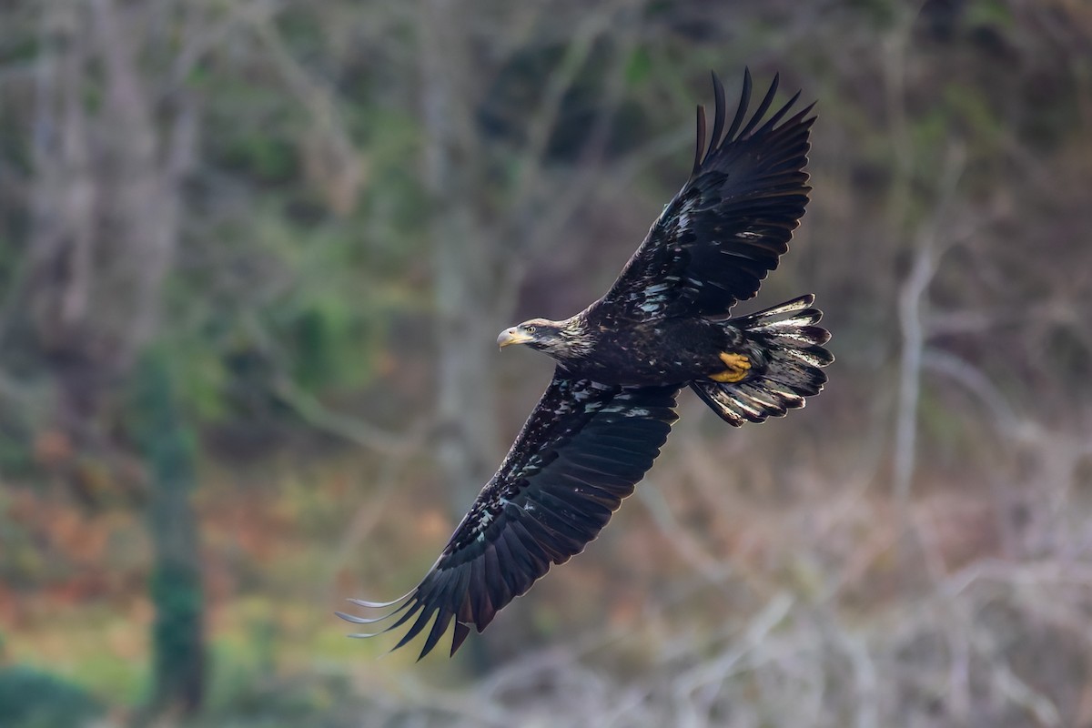 Bald Eagle - ML647883792