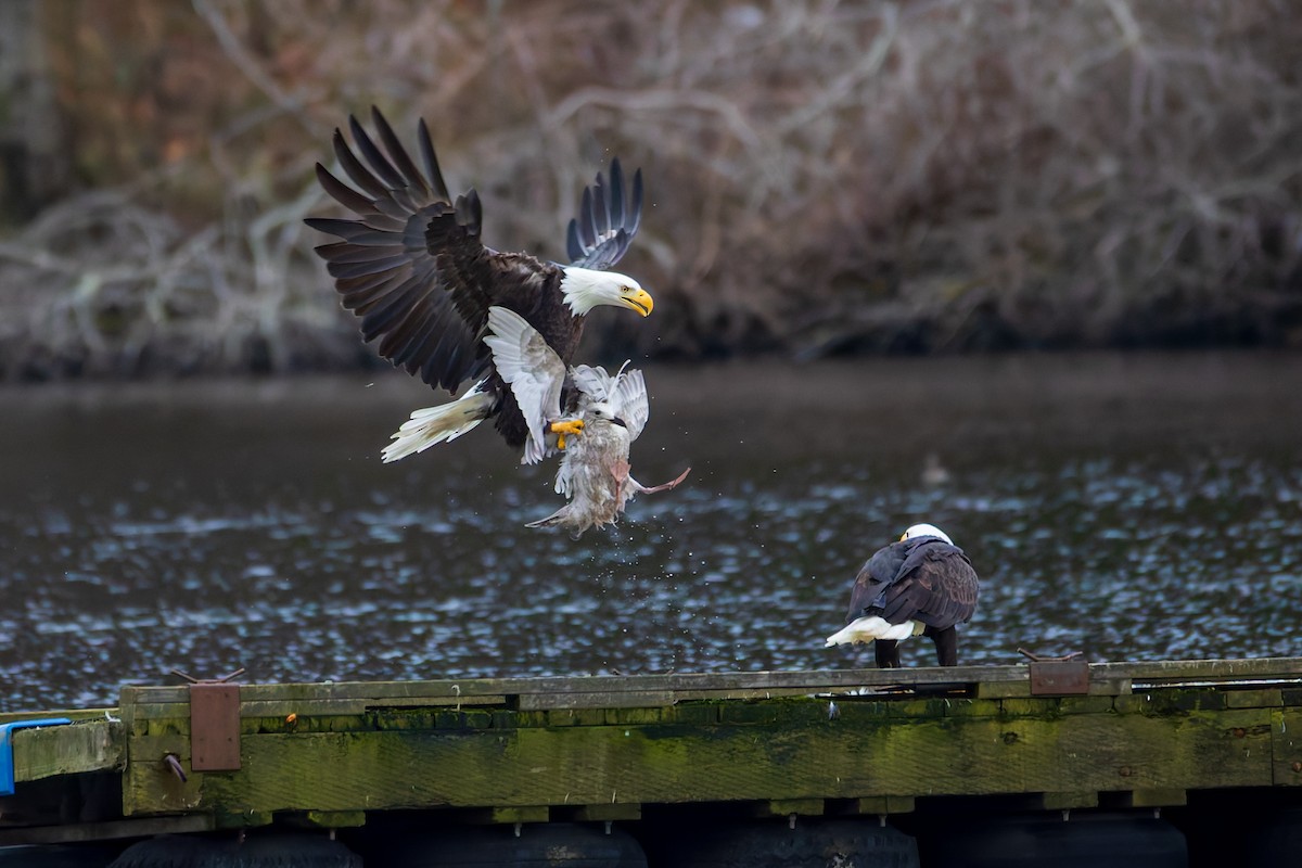 Bald Eagle - ML647883793