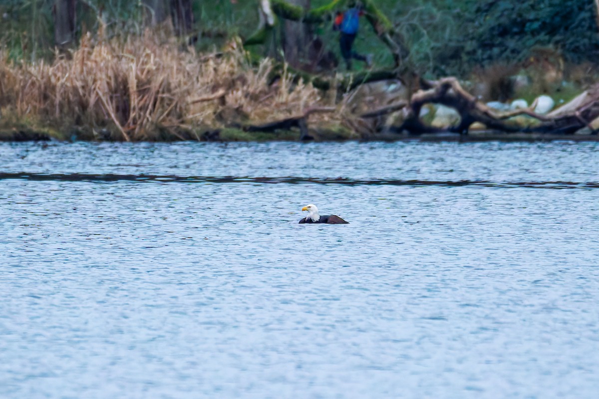 Bald Eagle - ML647883795