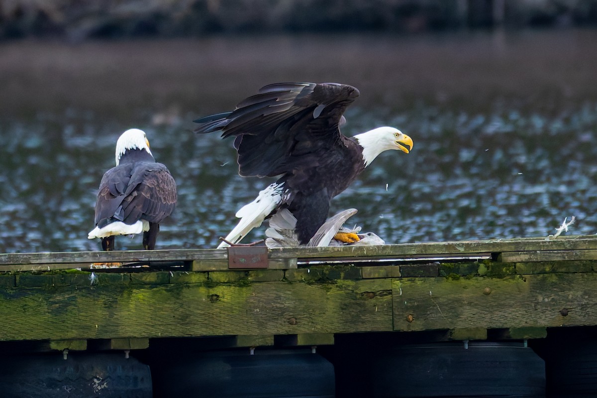 Bald Eagle - ML647883796