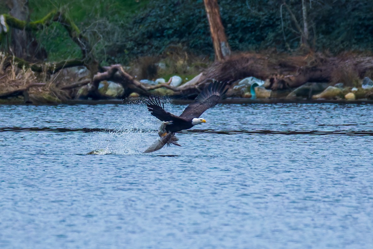 Bald Eagle - ML647883797