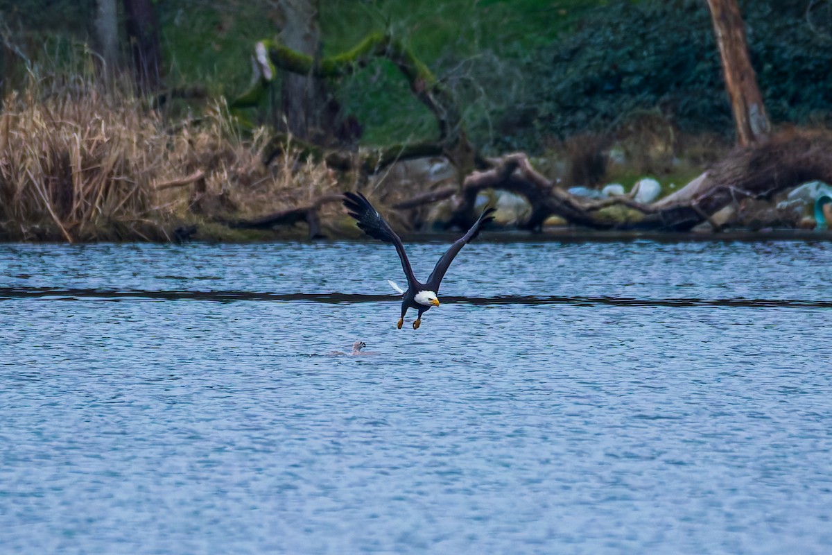 Bald Eagle - ML647883798