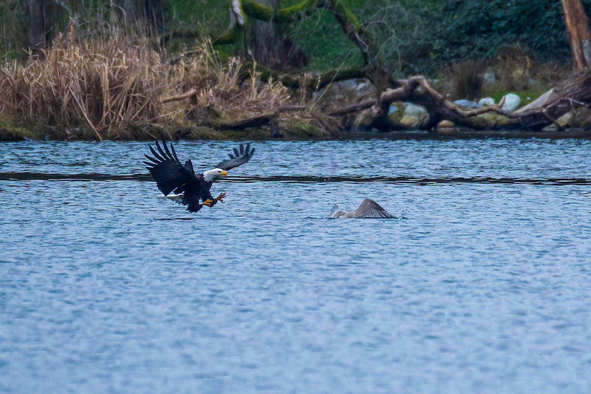 Bald Eagle - ML647883799
