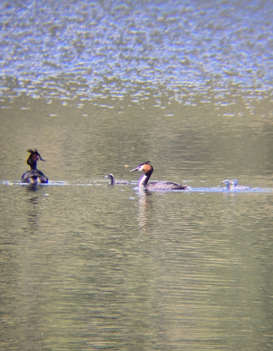 potápka roháč - ML647883803