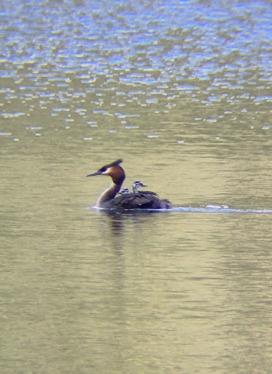 potápka roháč - ML647883804