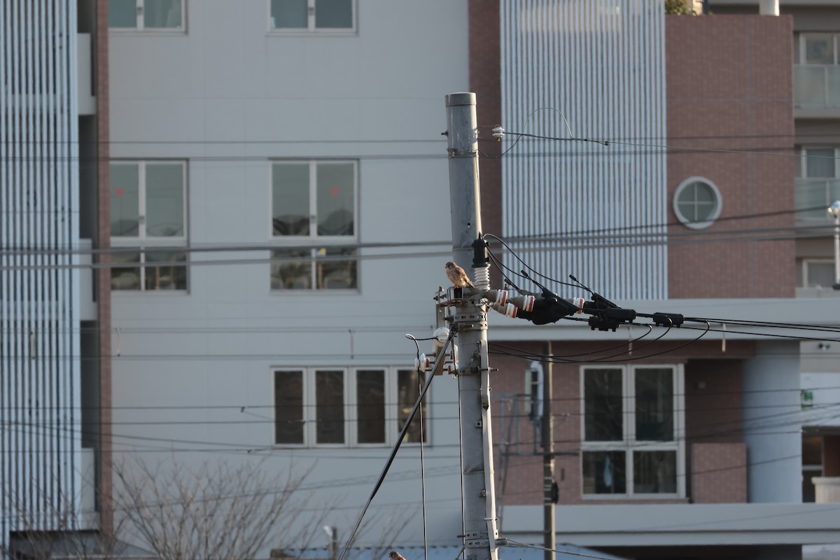 tårnfalk - ML647883807