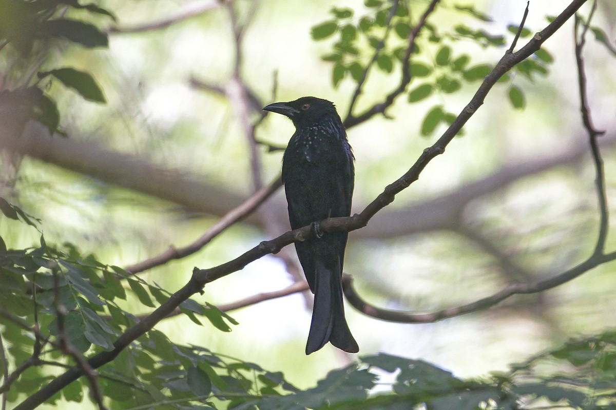 Spangled Drongo - ML647883848