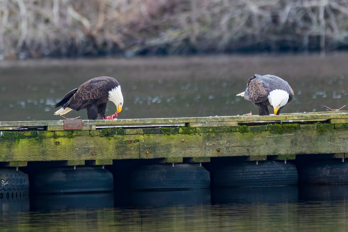 Bald Eagle - ML647883855