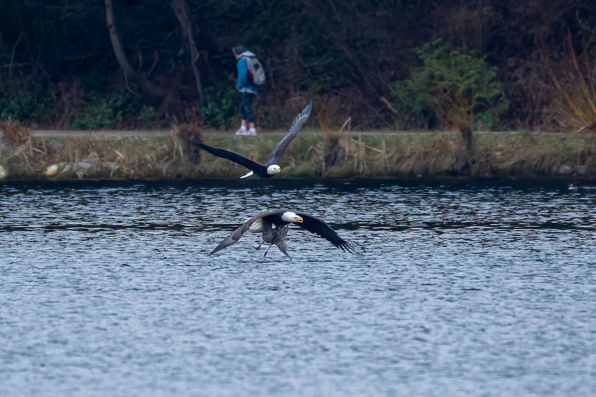 Bald Eagle - ML647883907