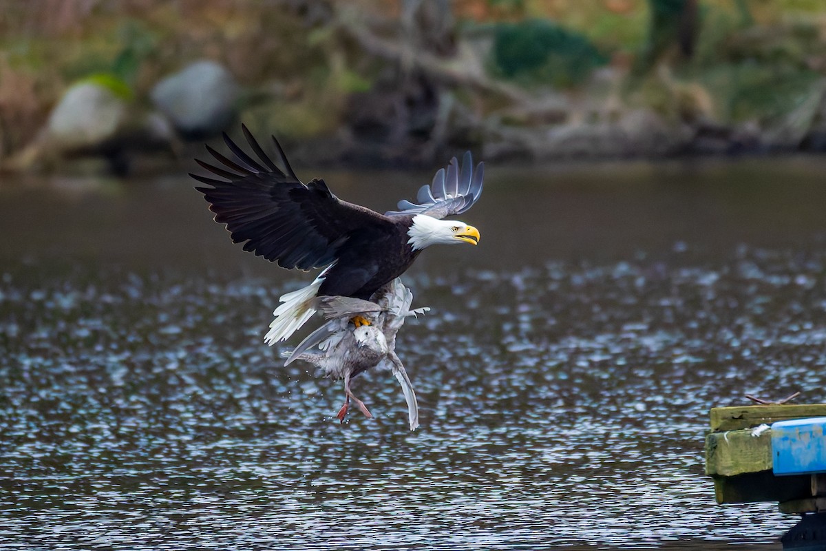 Bald Eagle - ML647883908