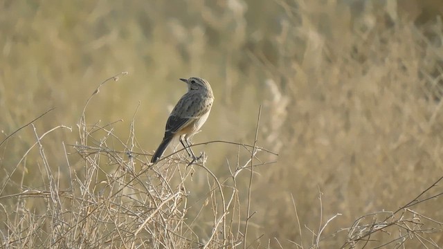 White-browed Bushchat - ML647883910