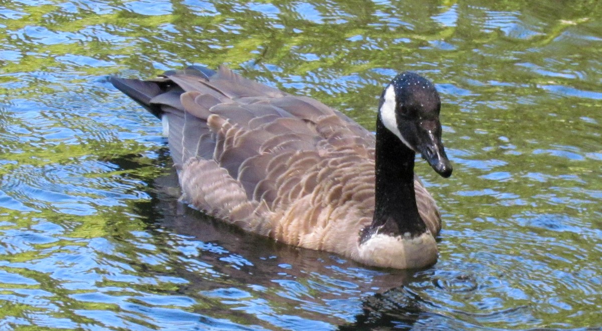 ברנטה קנדית - ML647883911