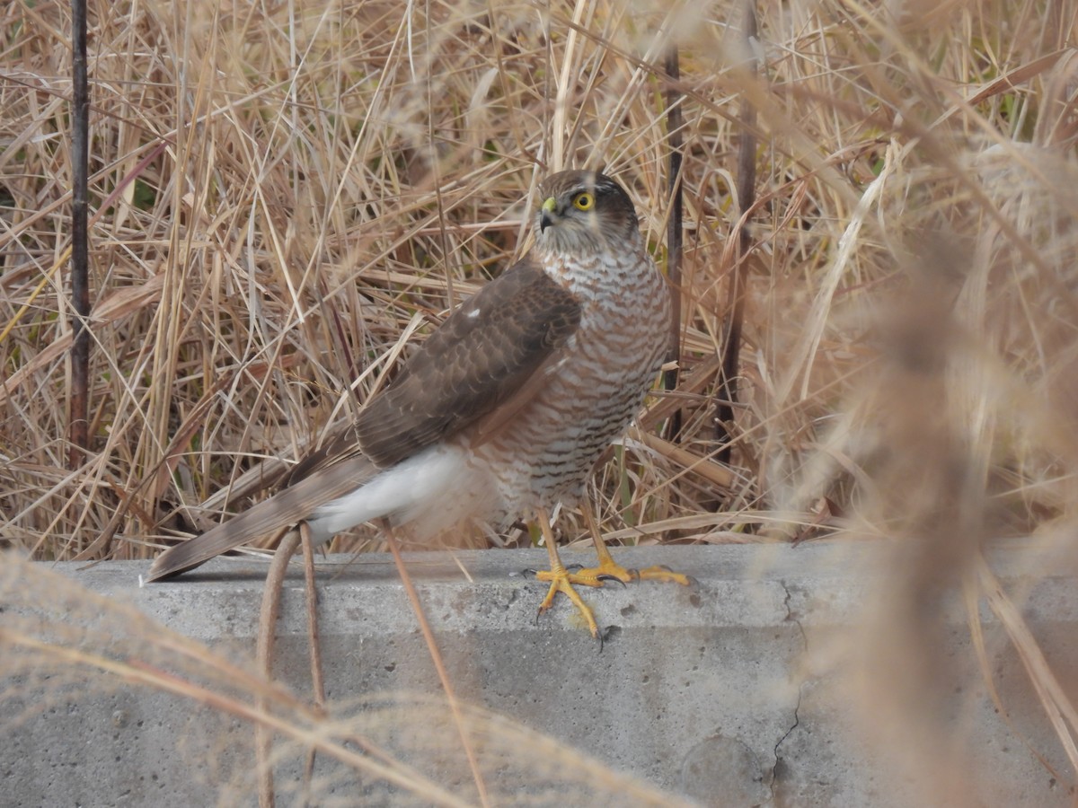 spurvehauk - ML647883929