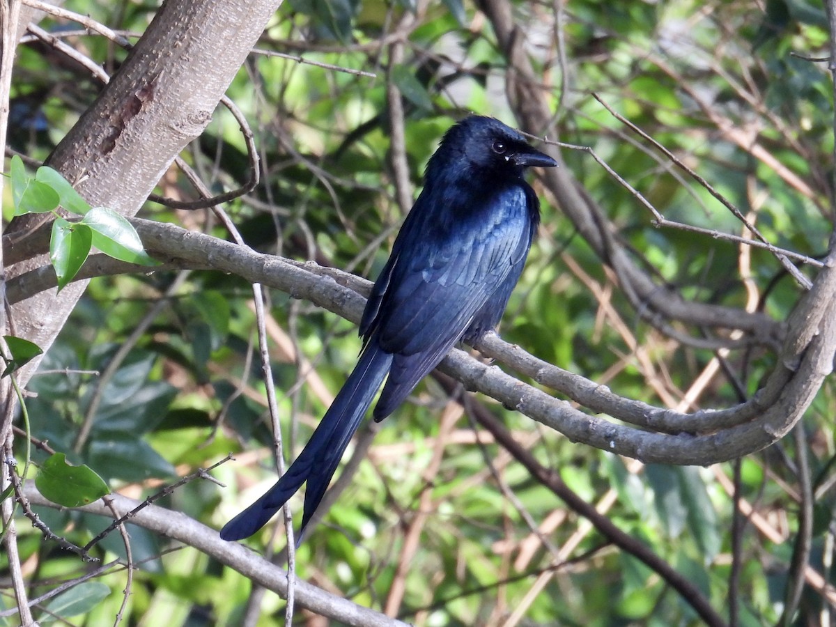 Black Drongo - ML647883961