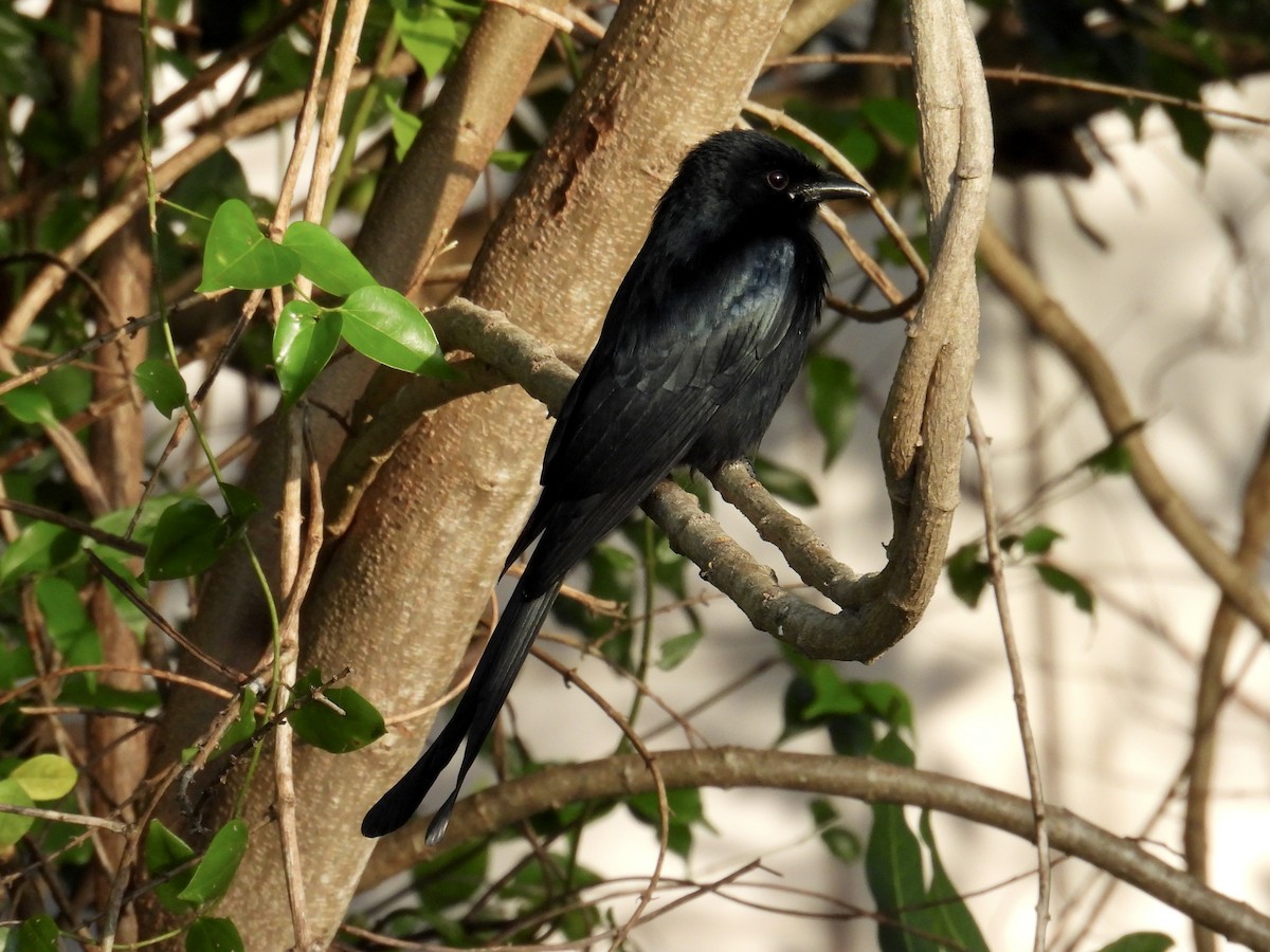 Black Drongo - ML647883962
