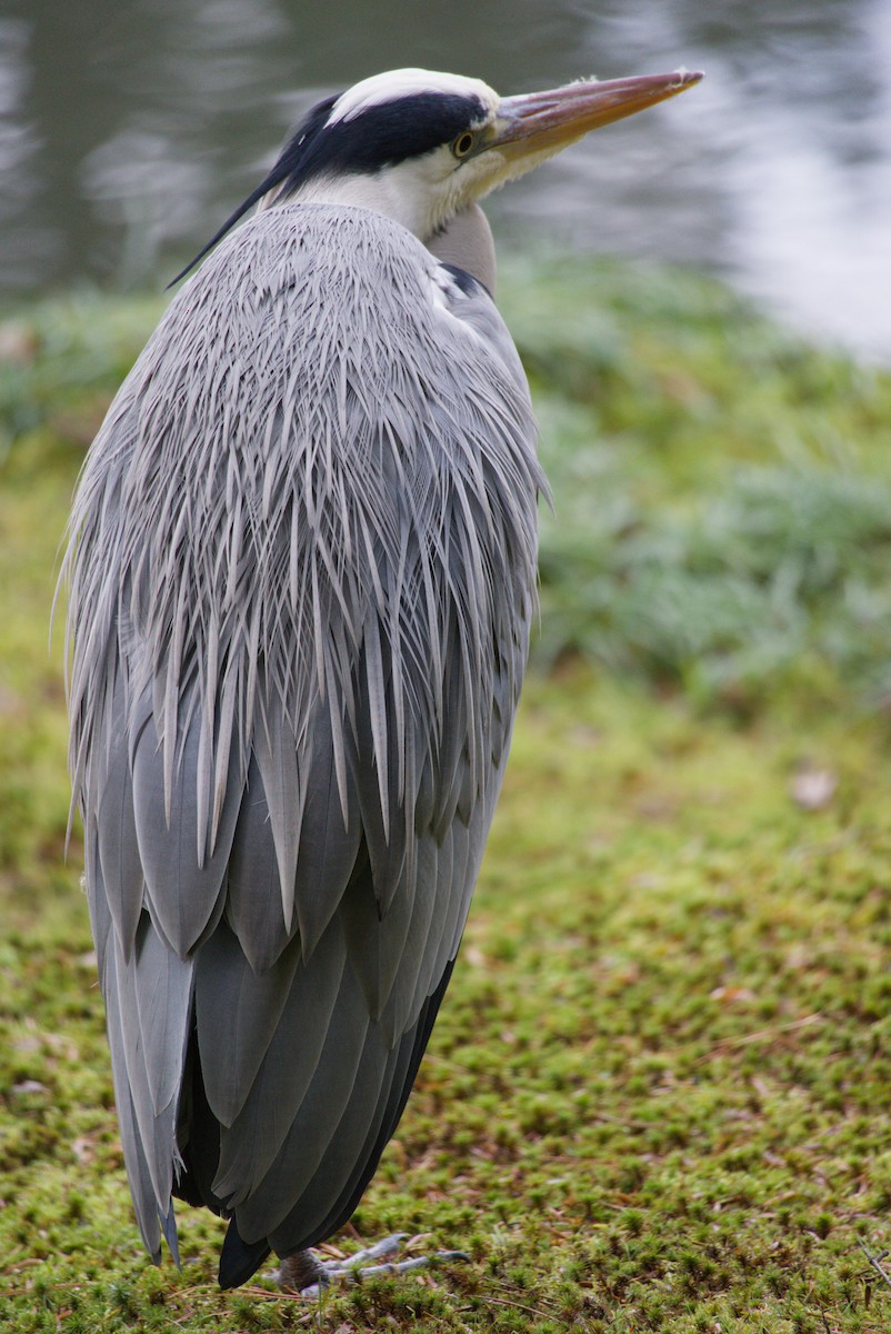 gråhegre - ML647883978