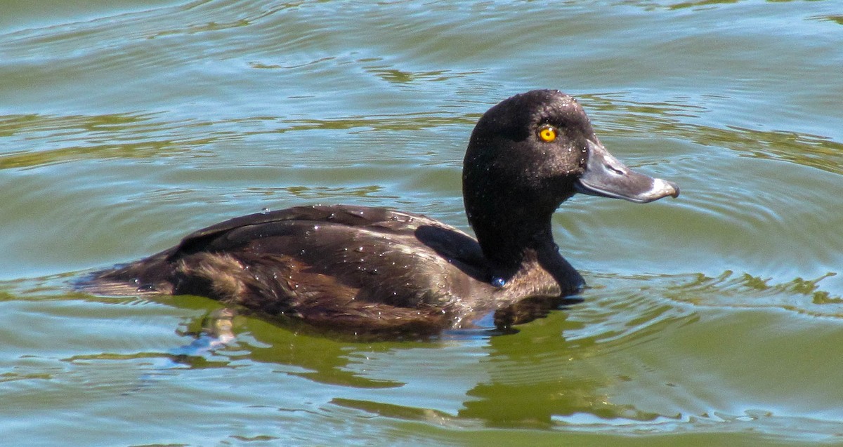 New Zealand Scaup - ML647883991