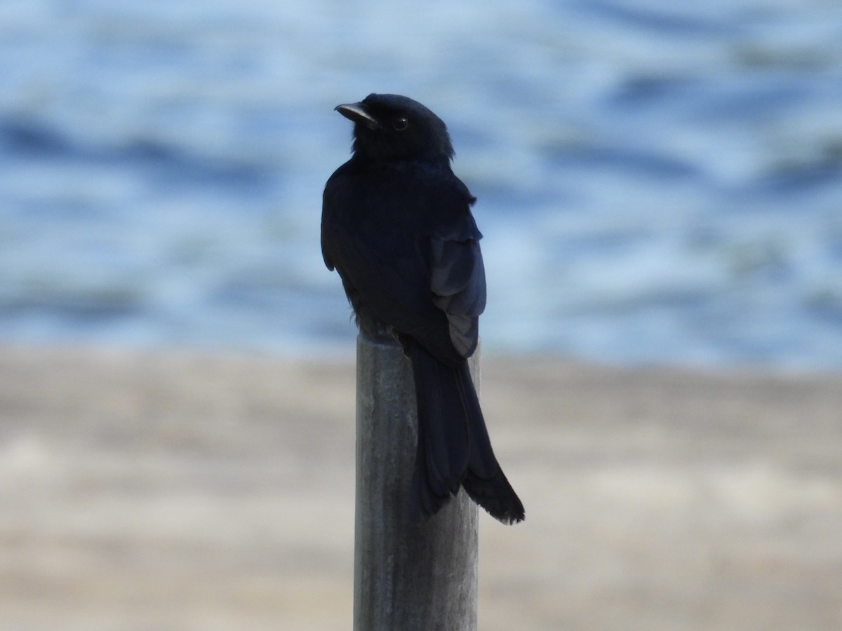 Black Drongo - ML647884012