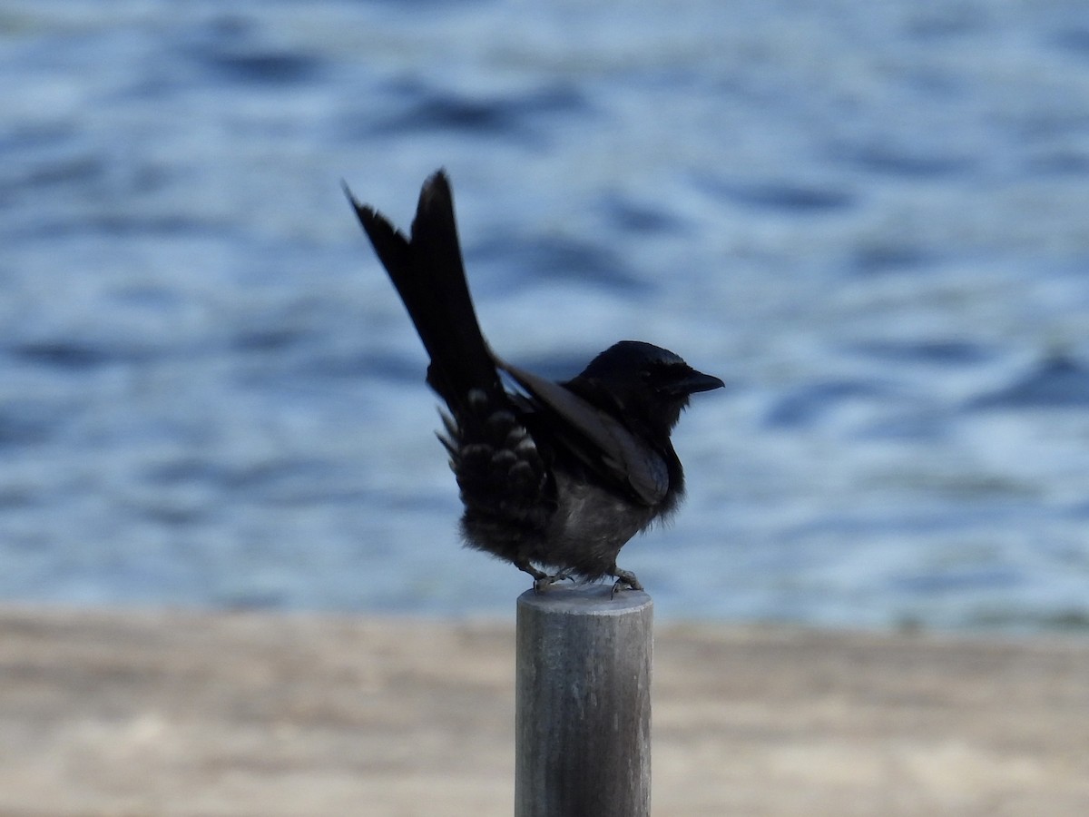 Black Drongo - ML647884013