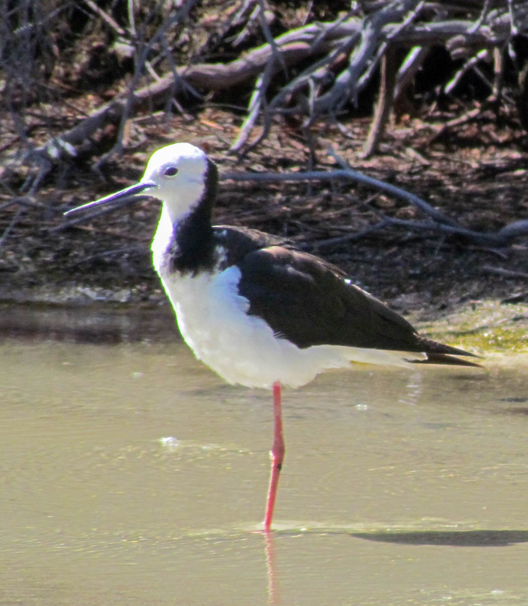 Ak Başlı Uzunbacak - ML647884079