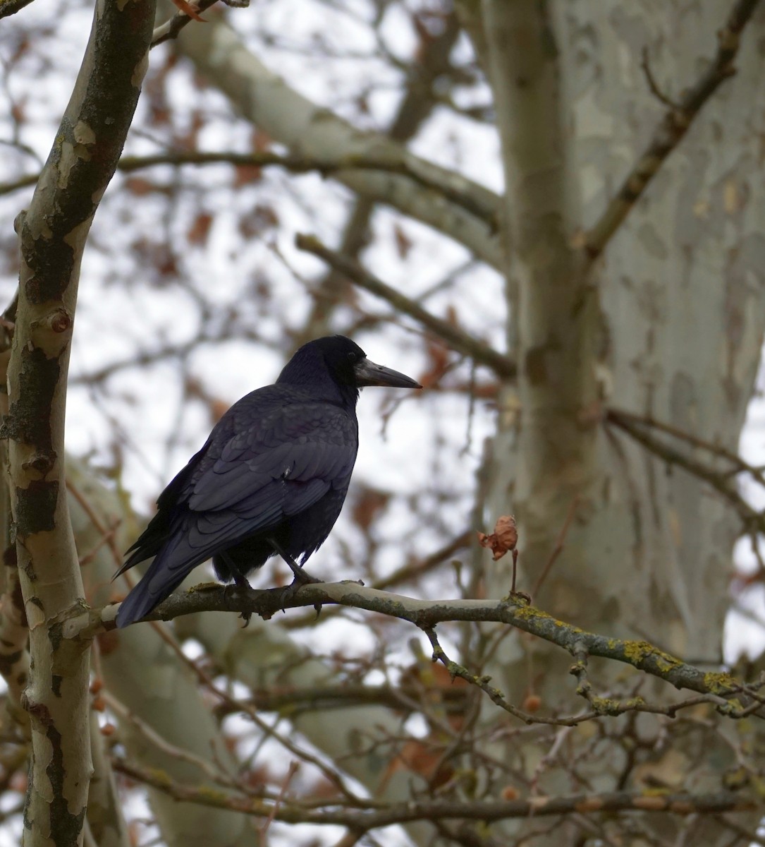 Ekin Kargası - ML647884083