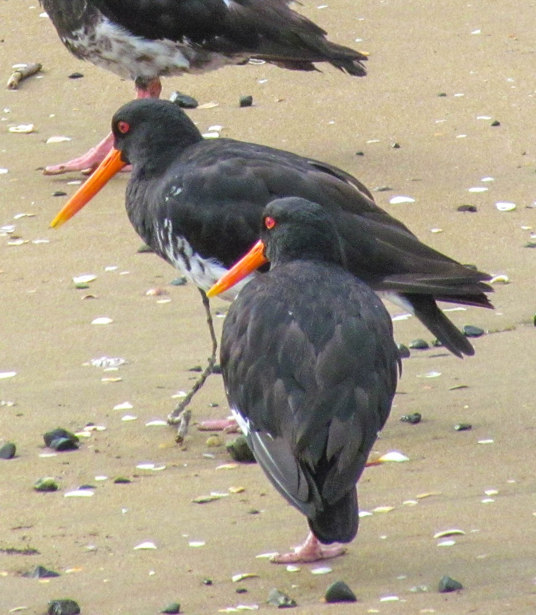 Yeni Zelanda Kara Poyrazkuşu - ML647884084