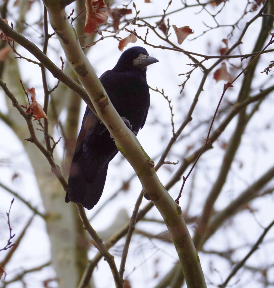 Ekin Kargası - ML647884085