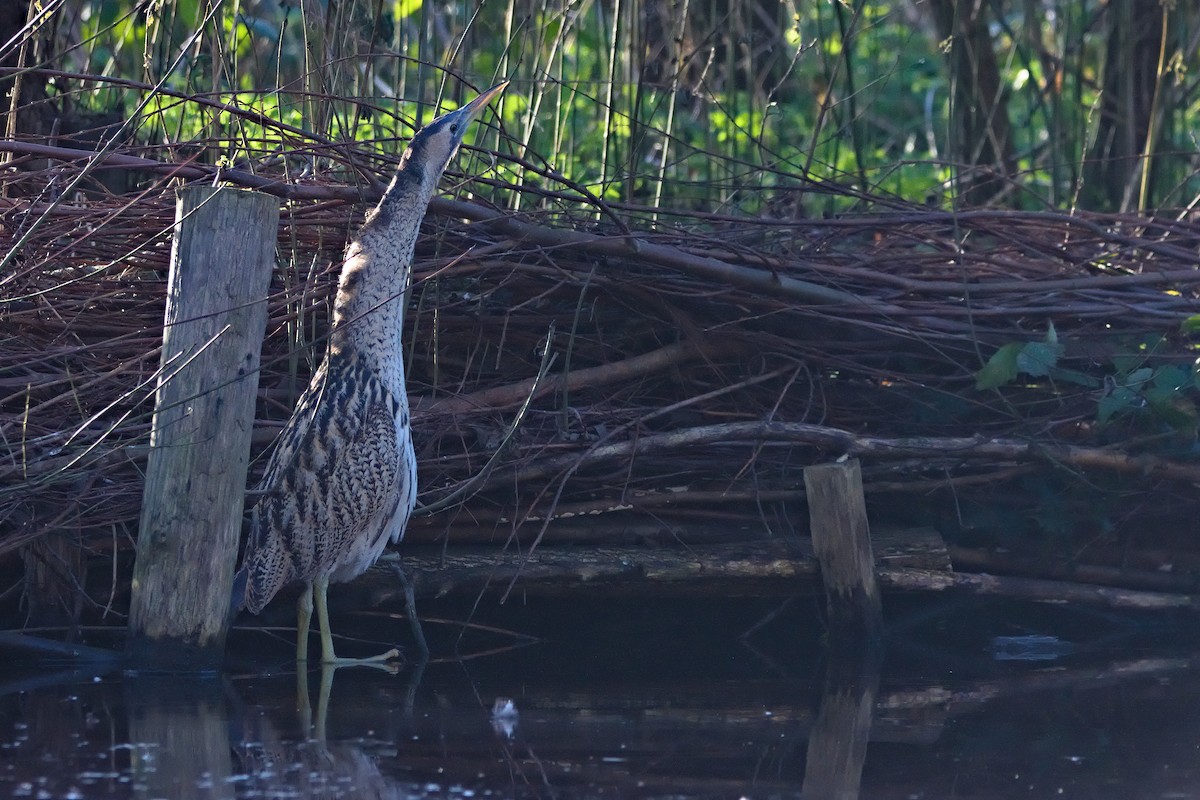 Balaban - ML647884086