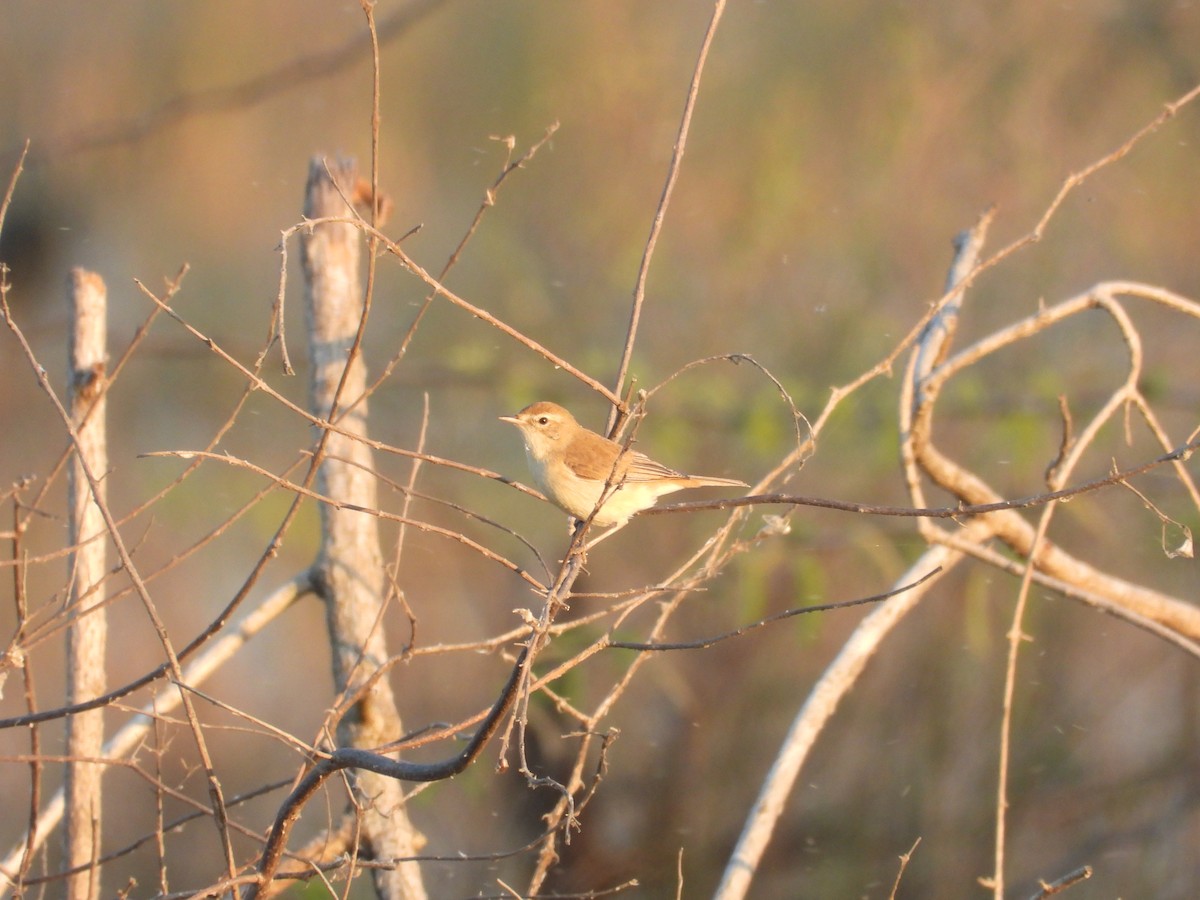 Küçük Mukallit - ML647884088