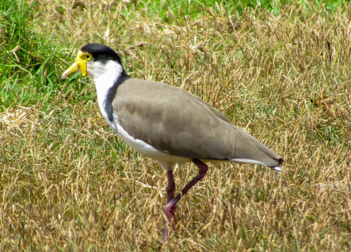 Miğferli Kızkuşu - ML647884089