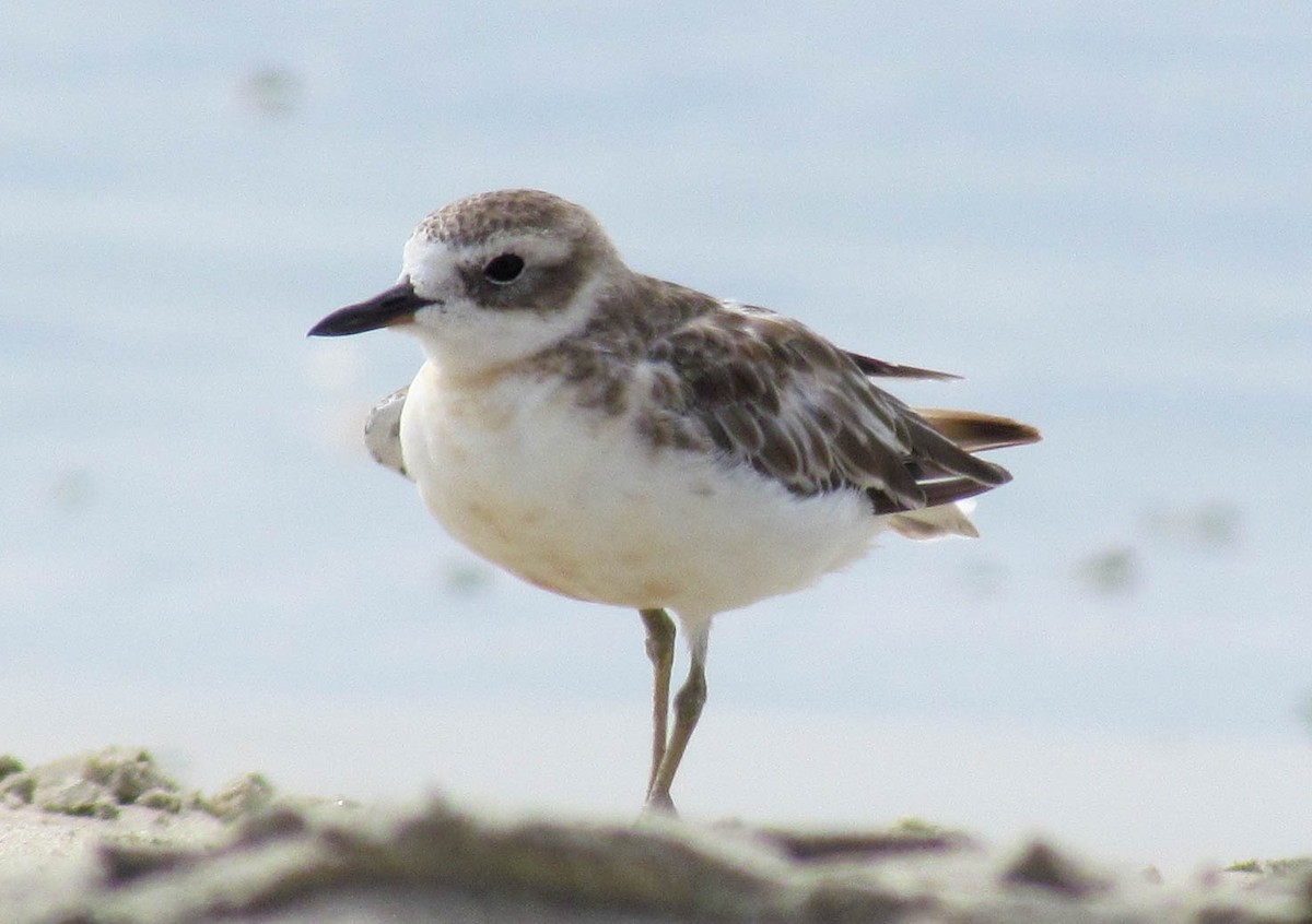 Yeni Zelanda Cılıbıtı - ML647884090