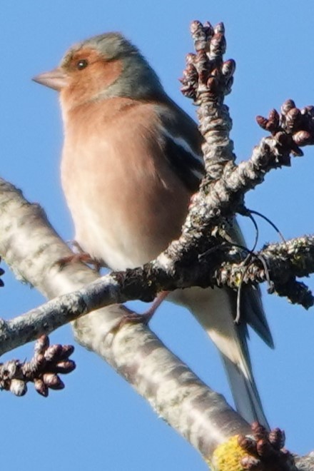 İspinoz - ML647884091