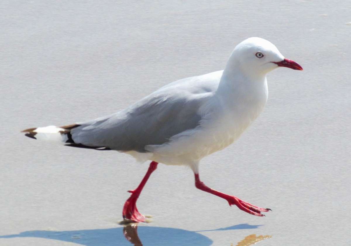 Avustralya Martısı (scopulinus) - ML647884094