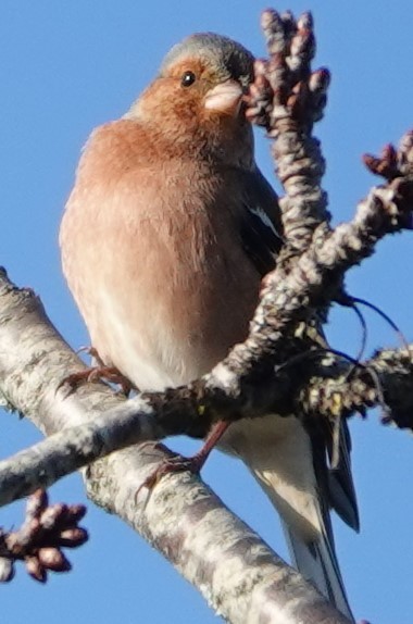 İspinoz - ML647884095