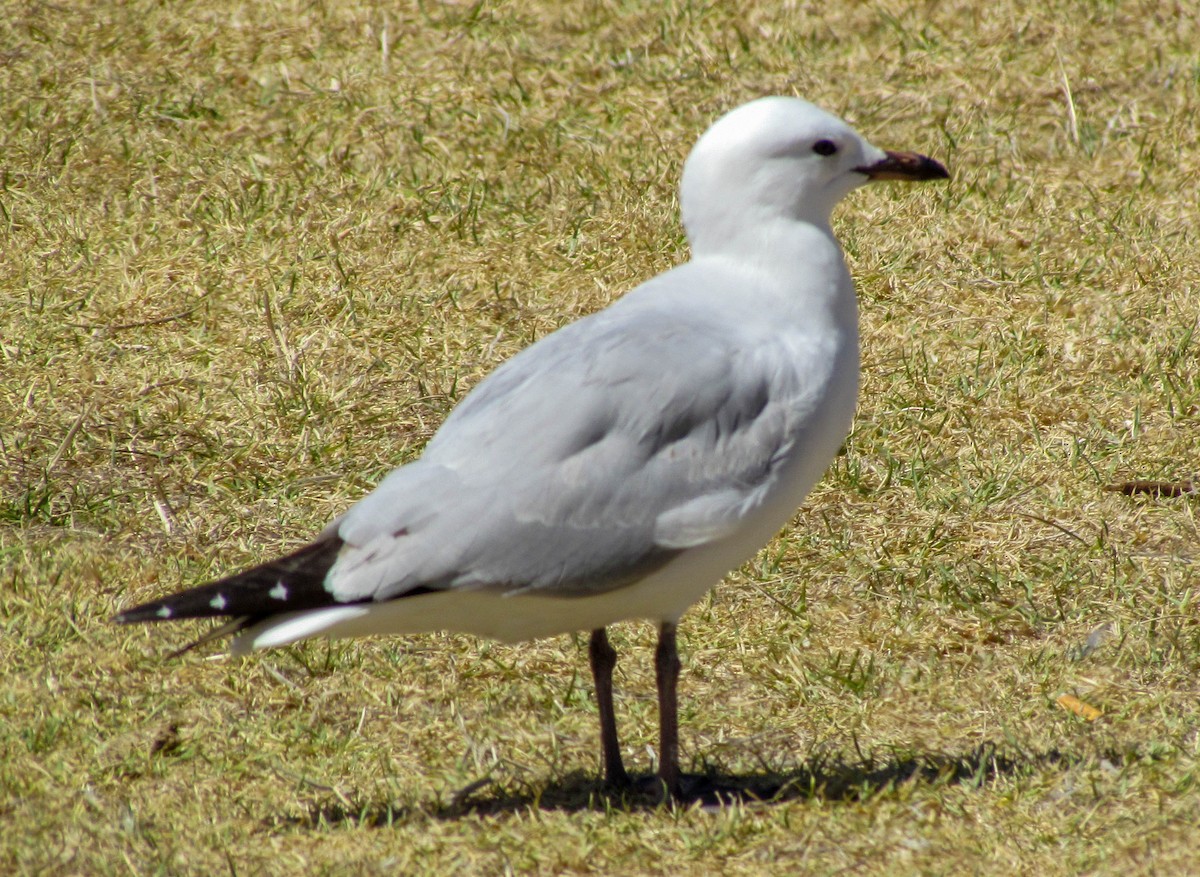 Yeni Zelanda Martısı - ML647884096