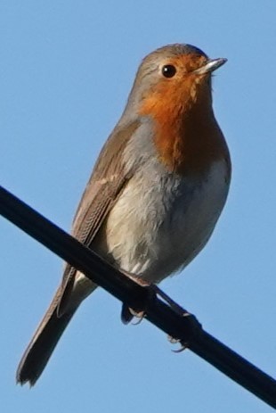 Kızılgerdan - ML647884097