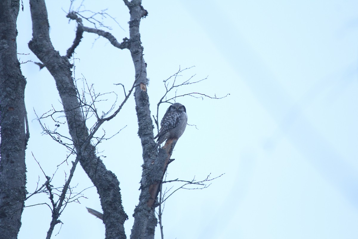 Atmaca Baykuşu - ML647884098