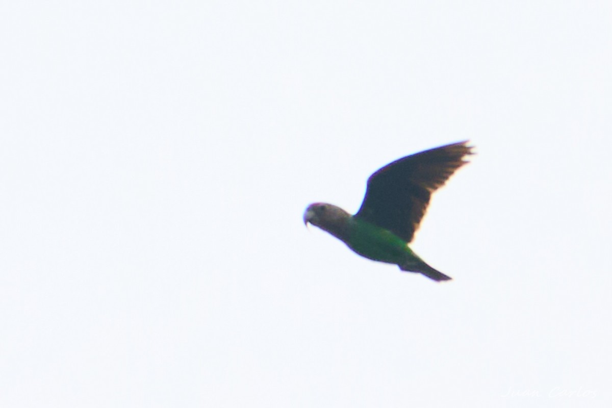 Boz Enseli Papağan - ML647884099