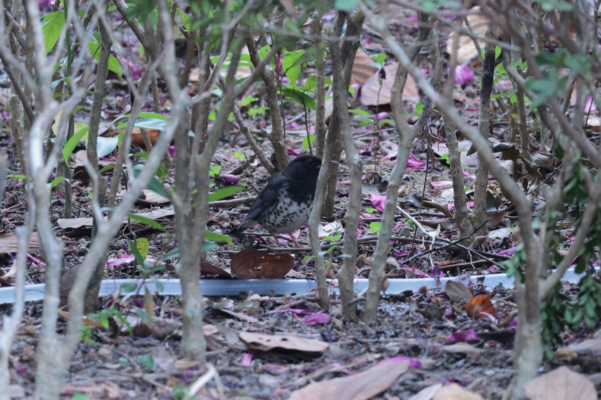 Japon Ardıcı - ML647884102