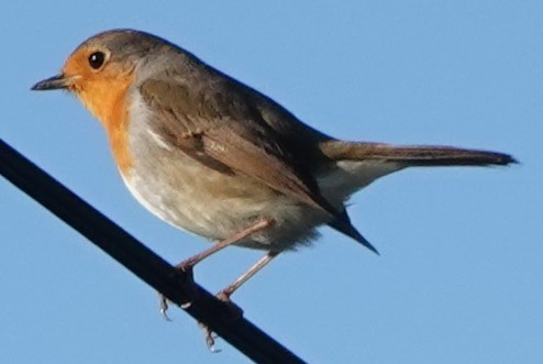 Kızılgerdan - ML647884103