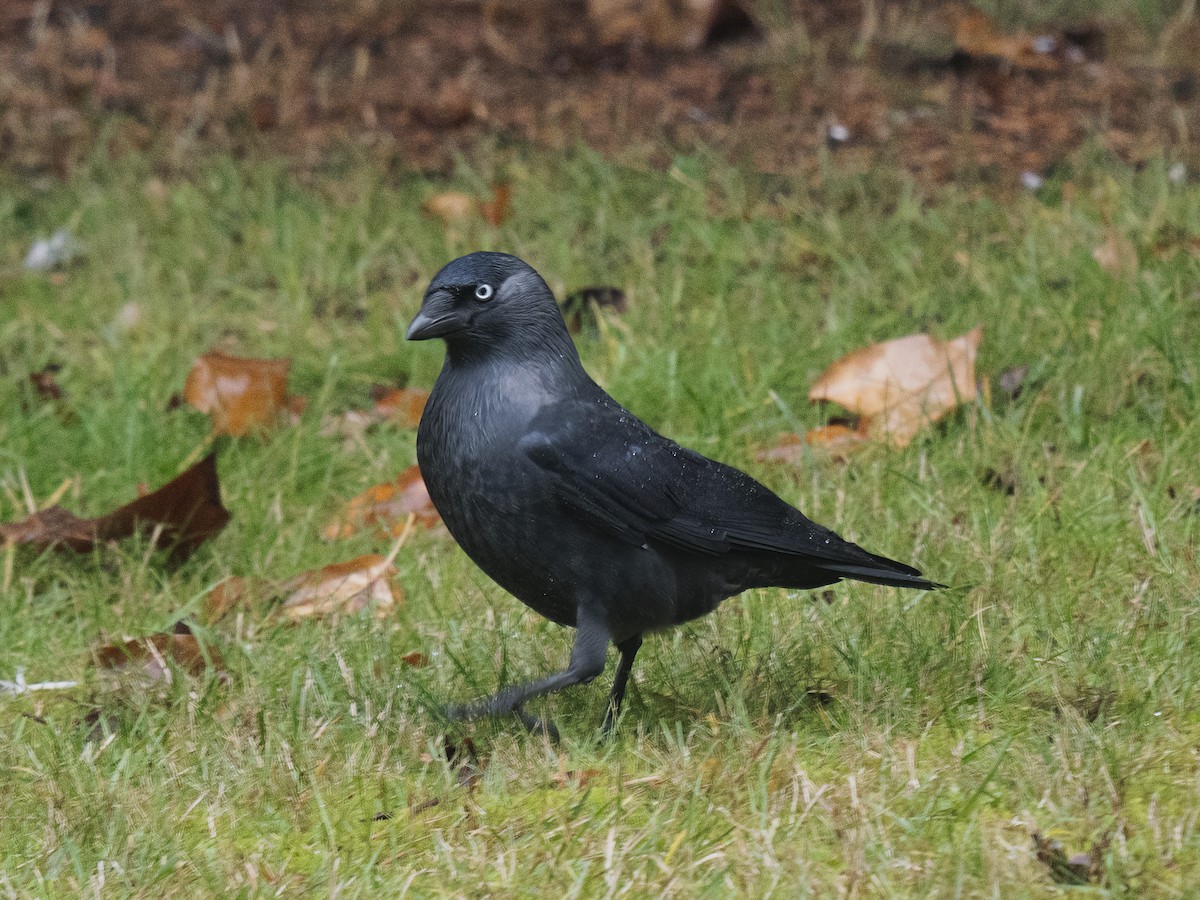 Küçük Karga - ML647884105