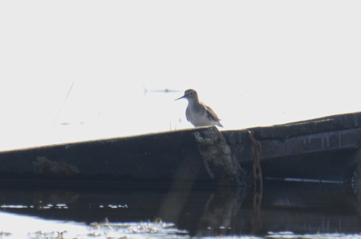 Dere Düdükçünü - ML647884106