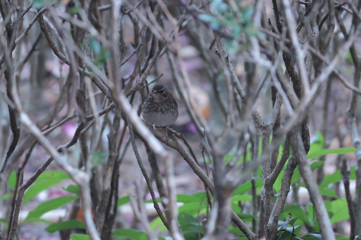 İncili Bülbül - ML647884108