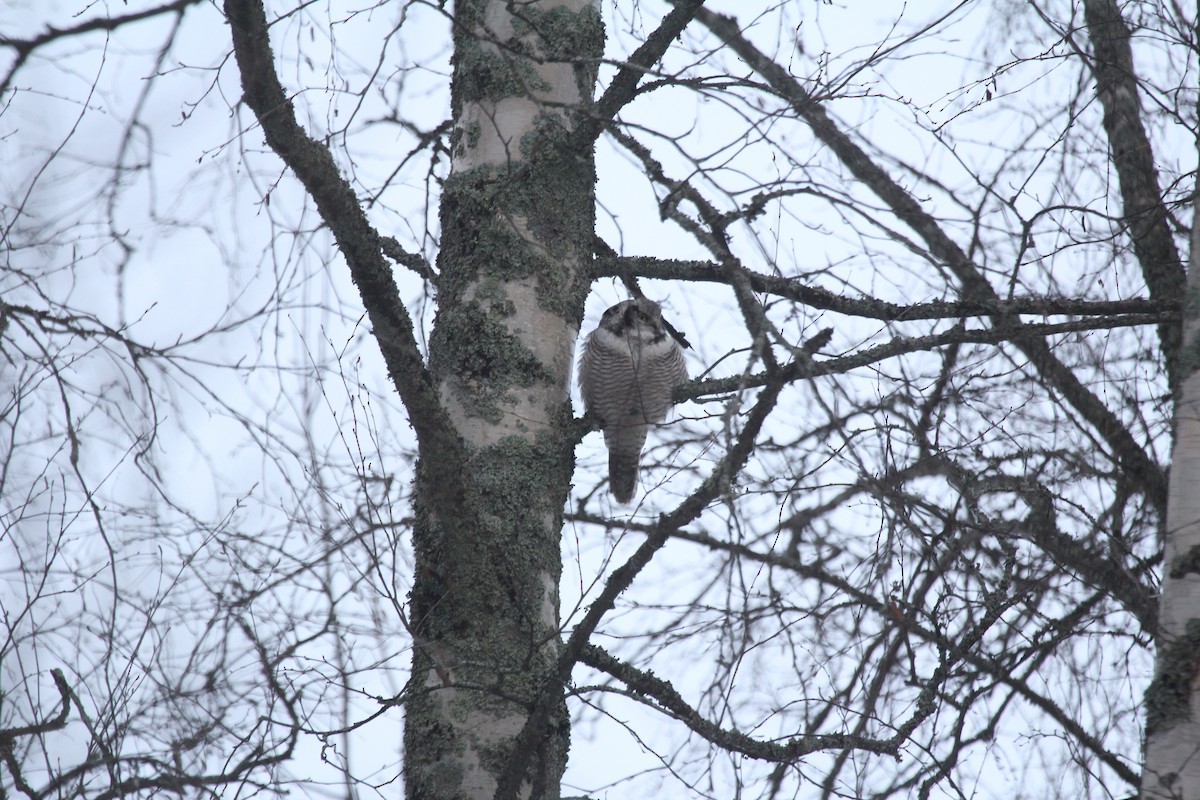 Atmaca Baykuşu - ML647884110