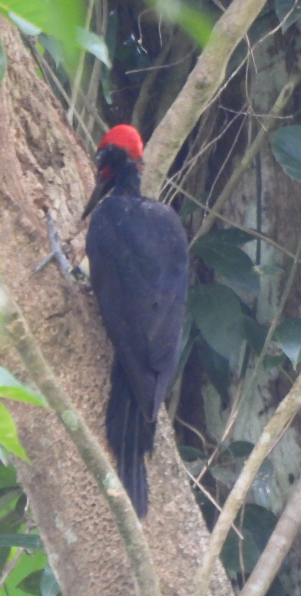 Ak Karınlı Kara Ağaçkakan - ML647884112