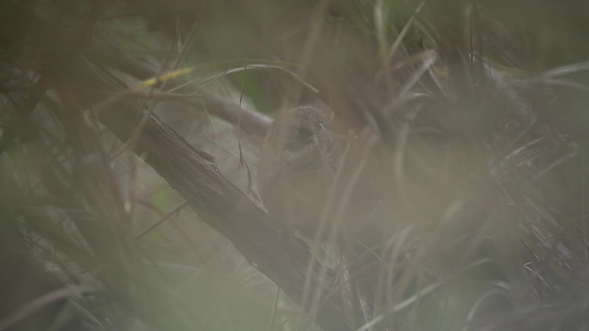 Gürültücü Çalıkuşu - ML647884113