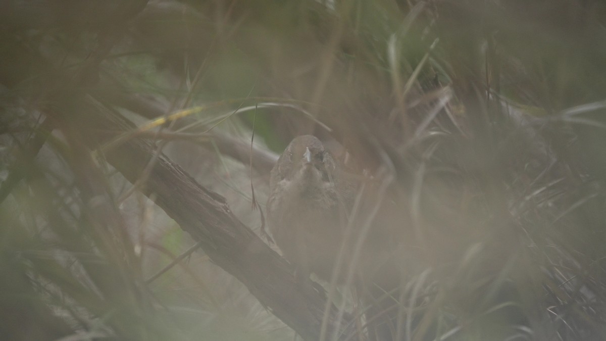 Gürültücü Çalıkuşu - ML647884114